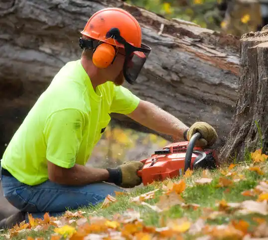 tree services Beattyville